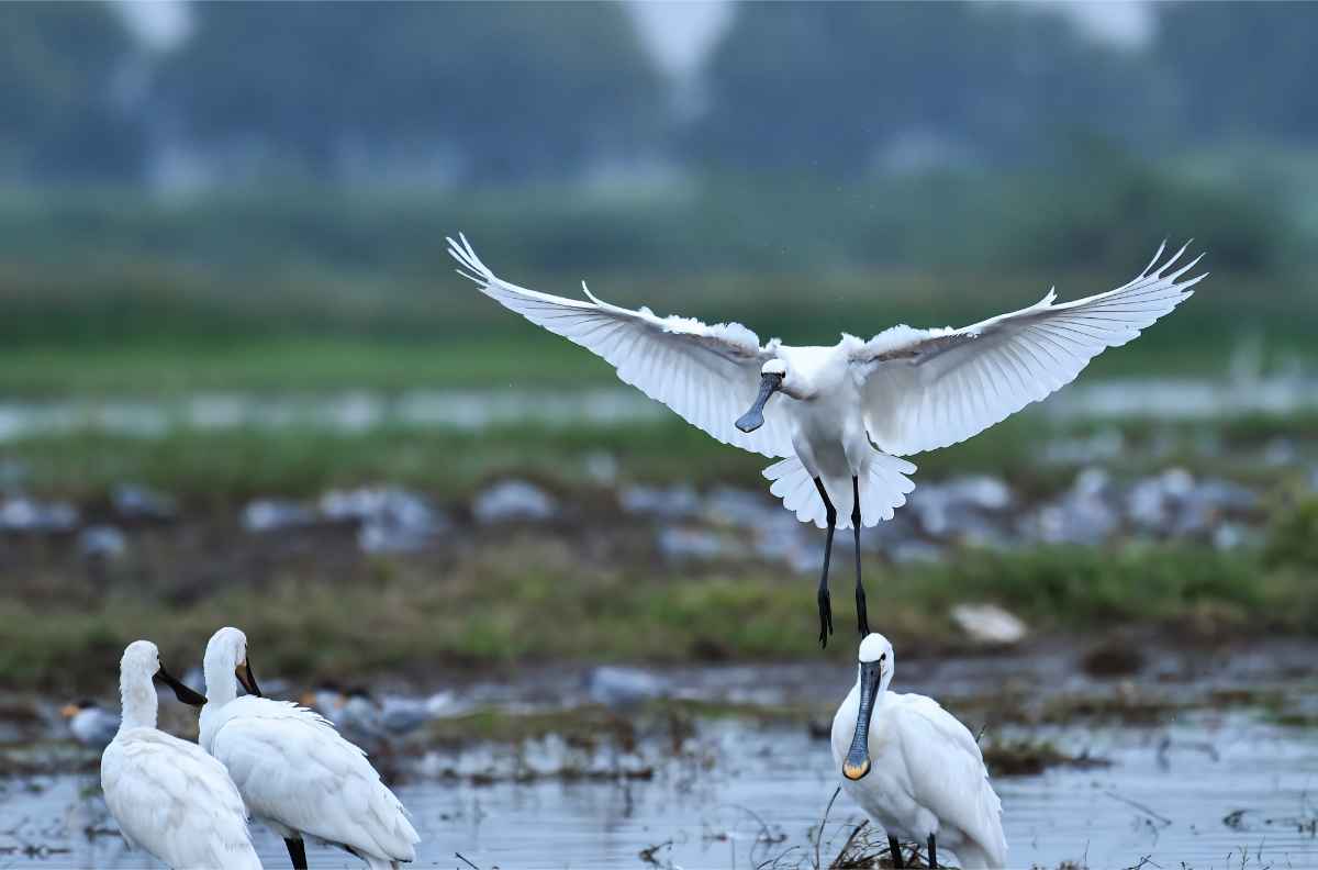 Birds